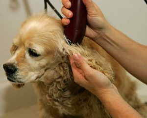 Dog-Clipping-Kips-Clips